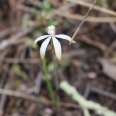 Caladenia ustulata (Brown Caps) at Canberra Central, ACT - 16 Oct 2016 by Jo