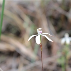 Caladenia ustulata at Point 5810 - 16 Oct 2016