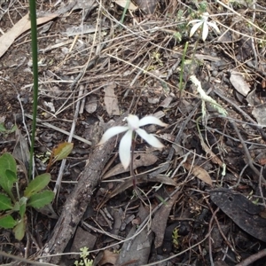 Caladenia ustulata at Point 5810 - 16 Oct 2016