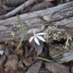 Caladenia fuscata (Dusky Fingers) at Aranda Bushland - 25 Sep 2016 by catherine.gilbert