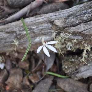 Caladenia fuscata at Point 4010 - suppressed