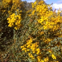 Acacia cultriformis (Knife Leaf Wattle) at Wanniassa Hill - 17 Oct 2016 by Mike