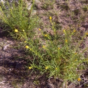 Xerochrysum viscosum at Wanniassa Hill - 17 Oct 2016