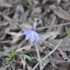 Cyanicula caerulea (Blue Fingers, Blue Fairies) at Aranda Bushland - 25 Sep 2016 by catherine.gilbert