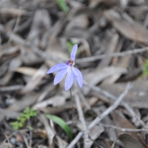 Cyanicula caerulea at Point 4010 - 25 Sep 2016