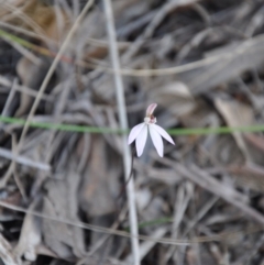 Caladenia fuscata (Dusky Fingers) at Aranda Bushland - 25 Sep 2016 by catherine.gilbert