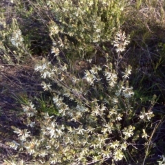 Brachyloma daphnoides (Daphne Heath) at Wanniassa Hill - 17 Oct 2016 by Mike