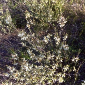 Brachyloma daphnoides at Wanniassa Hill - 17 Oct 2016