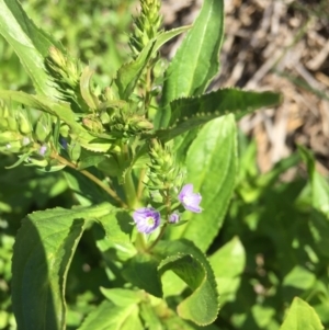 Veronica anagallis-aquatica at Kingston, ACT - 16 Oct 2016 10:09 AM