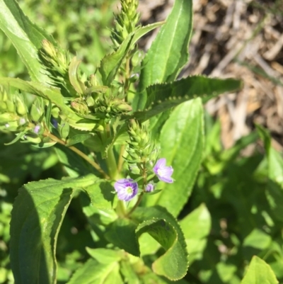 Veronica anagallis-aquatica (Blue Water Speedwell) at Kingston, ACT - 15 Oct 2016 by ibaird