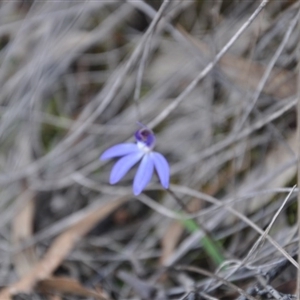 Cyanicula caerulea at Point 4010 - 25 Sep 2016