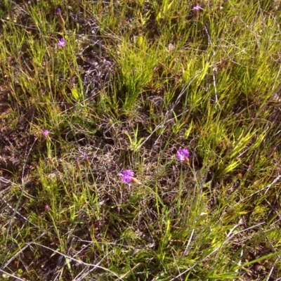 Petrorhagia nanteuilii (Proliferous Pink, Childling Pink) at Jerrabomberra, ACT - 17 Oct 2016 by Mike