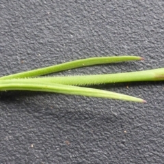 Petrorhagia nanteuilii at Jerrabomberra, ACT - 17 Oct 2016 04:04 PM