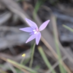 Glossodia major (Wax Lip Orchid) at Aranda Bushland - 25 Sep 2016 by catherine.gilbert