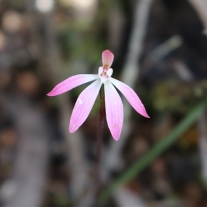 Caladenia fuscata at Point 5810 - 16 Oct 2016