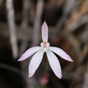 Caladenia fuscata at Undefined Area - suppressed