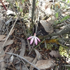 Caladenia fuscata at Point 5810 - 16 Oct 2016