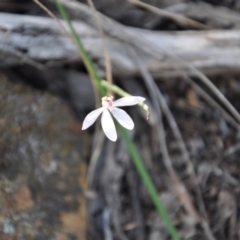 Caladenia sp. (A Caladenia) at Point 4010 - 25 Sep 2016 by catherine.gilbert