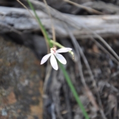 Caladenia sp. (A Caladenia) at Aranda Bushland - 25 Sep 2016 by catherine.gilbert