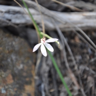 Caladenia sp. (A Caladenia) at Aranda Bushland - 25 Sep 2016 by catherine.gilbert