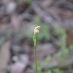 Glossodia major (Wax Lip Orchid) at Aranda, ACT - 25 Sep 2016 by catherine.gilbert