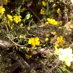 Hibbertia calycina (Lesser Guinea-flower) at Jerrabomberra, ACT - 17 Oct 2016 by Mike