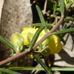 Hibbertia calycina at Jerrabomberra, ACT - 17 Oct 2016 04:02 PM