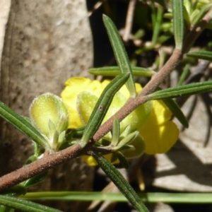 Hibbertia calycina at Jerrabomberra, ACT - 17 Oct 2016 04:02 PM