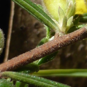 Hibbertia calycina at Jerrabomberra, ACT - 17 Oct 2016 04:02 PM