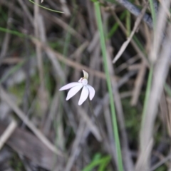 Caladenia fuscata (Dusky Fingers) at Aranda Bushland - 25 Sep 2016 by catherine.gilbert