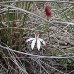 Caladenia moschata (Musky Caps) at Point 5810 - 16 Oct 2016 by Jo