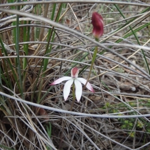 Caladenia moschata at Point 5810 - 16 Oct 2016