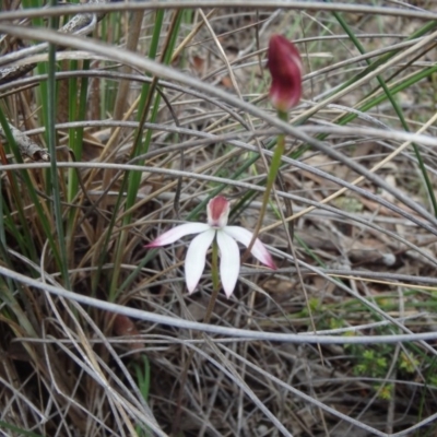 Caladenia moschata (Musky Caps) at Canberra Central, ACT - 16 Oct 2016 by Jo