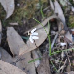 Caladenia fuscata (Dusky Fingers) at Point 4010 - 25 Sep 2016 by catherine.gilbert
