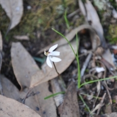 Caladenia fuscata (Dusky Fingers) at Aranda, ACT - 25 Sep 2016 by catherine.gilbert