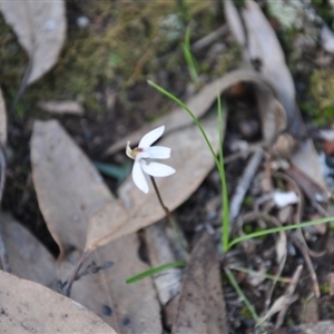 Caladenia fuscata at Point 4010 - suppressed