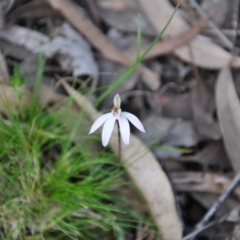Caladenia fuscata (Dusky Fingers) at Point 4010 - 25 Sep 2016 by catherine.gilbert
