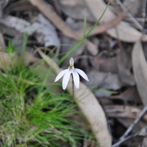 Caladenia fuscata at Point 4010 - suppressed