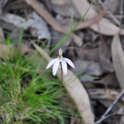 Caladenia fuscata (Dusky Fingers) at Aranda Bushland - 25 Sep 2016 by catherine.gilbert