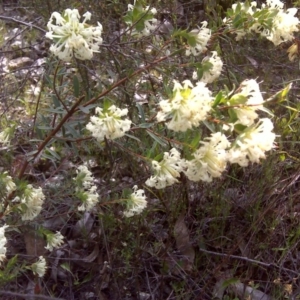 Pimelea linifolia at Wanniassa Hill - 17 Oct 2016