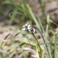 Wurmbea dioica subsp. dioica (Early Nancy) at Point 83 - 16 Oct 2016 by ibaird