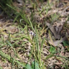 Wurmbea dioica subsp. dioica at O'Connor, ACT - 16 Oct 2016