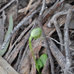 Pterostylis nutans (Nodding Greenhood) at Aranda, ACT - 25 Sep 2016 by catherine.gilbert