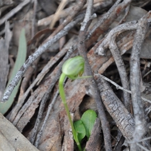 Pterostylis nutans at Point 4010 - suppressed