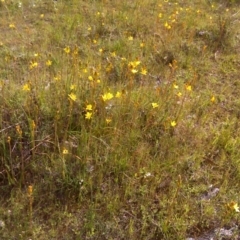 Bulbine bulbosa (Golden Lily, Bulbine Lily) at Wanniassa Hill - 17 Oct 2016 by Mike