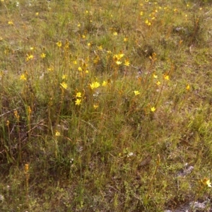 Bulbine bulbosa at Wanniassa Hill - 17 Oct 2016