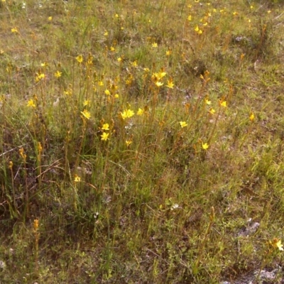 Bulbine bulbosa (Golden Lily, Bulbine Lily) at Wanniassa Hill - 17 Oct 2016 by Mike