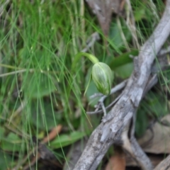 Pterostylis nutans (Nodding Greenhood) at Aranda Bushland - 25 Sep 2016 by catherine.gilbert