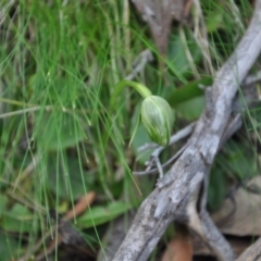 Pterostylis nutans (Nodding Greenhood) at Point 4010 - 25 Sep 2016 by catherine.gilbert