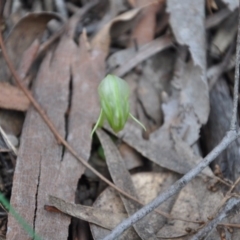 Pterostylis nutans (Nodding Greenhood) at Aranda Bushland - 25 Sep 2016 by catherine.gilbert